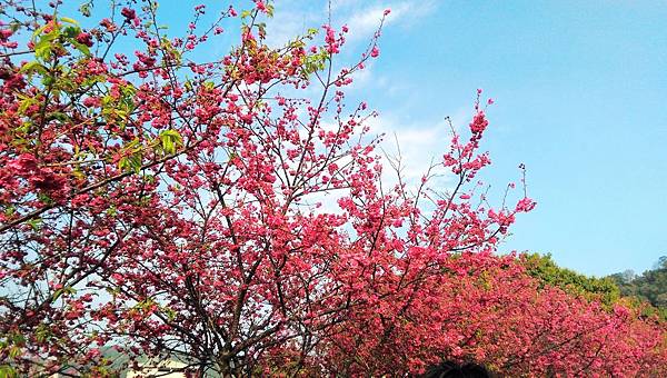 [苗栗泰安旅遊景點]泰安派出所八重櫻賞花心得~櫻花季來囉! 抓住最後的花季尾巴~ @嘿!部落!