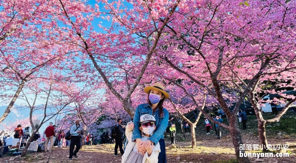 高雄寶山二集團櫻花公園最新花況，停車資訊分享 @嘿!部落!