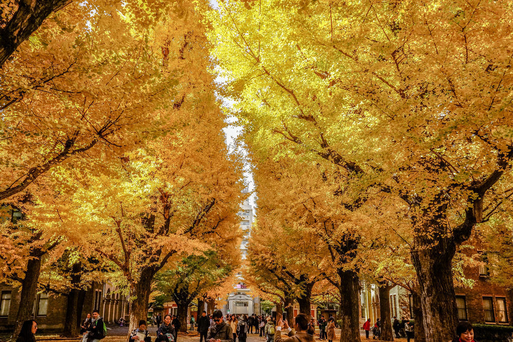 東京銀杏 東京大學本鄉校區X魔王 日本東京 秋季銀杏推薦景點 東京旅遊 內文有景點資訊 交通 @嘿!部落!