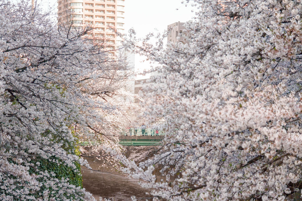 東京 賞櫻景點 飛鳥山公園櫻花 面影橋櫻花 都電荒川線一日遊只要日幣400元 @嘿!部落!