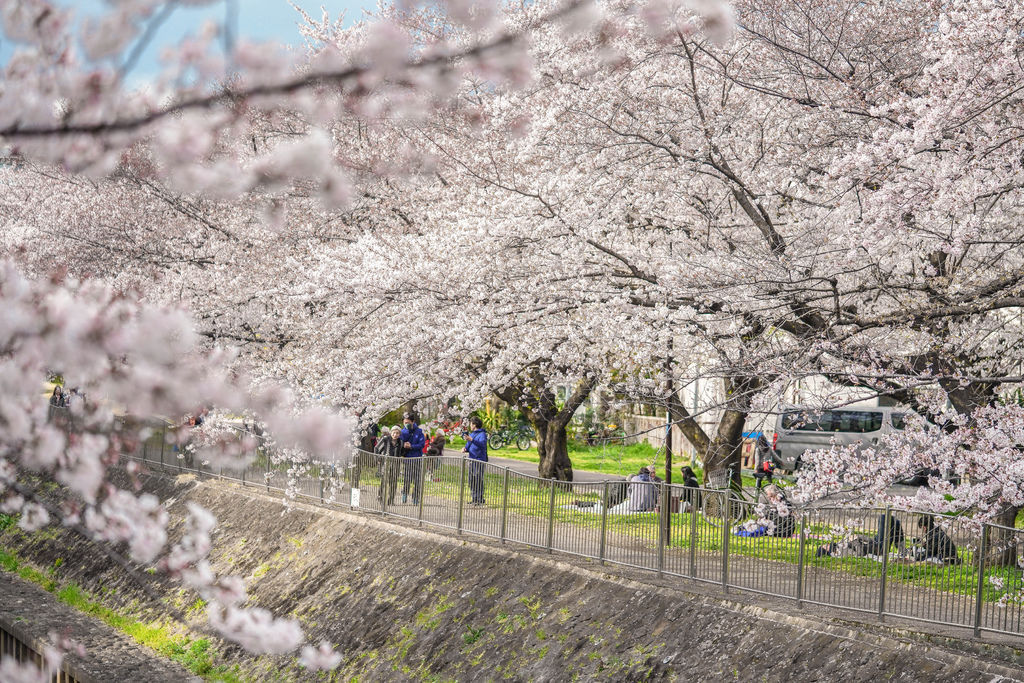 東京櫻花景點 善福寺川綠地櫻花X魔王 鮮為人知的東京賞櫻景點 @嘿!部落!