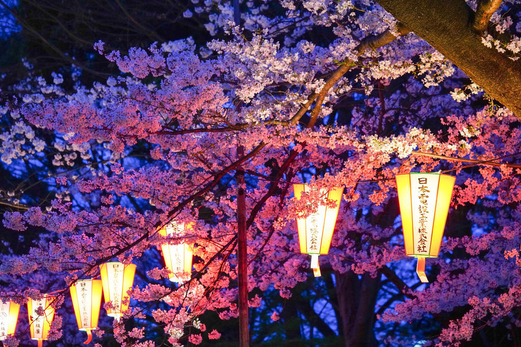 東京櫻花  上野恩賜公園櫻花季X魔王 東京櫻花景點 人氣賞櫻名所 上野公園櫻花祭典 白天與夜晚都有櫻花可以欣賞 東京地鐵 上野站 內文有交通資訊與優惠票卷 @嘿!部落!