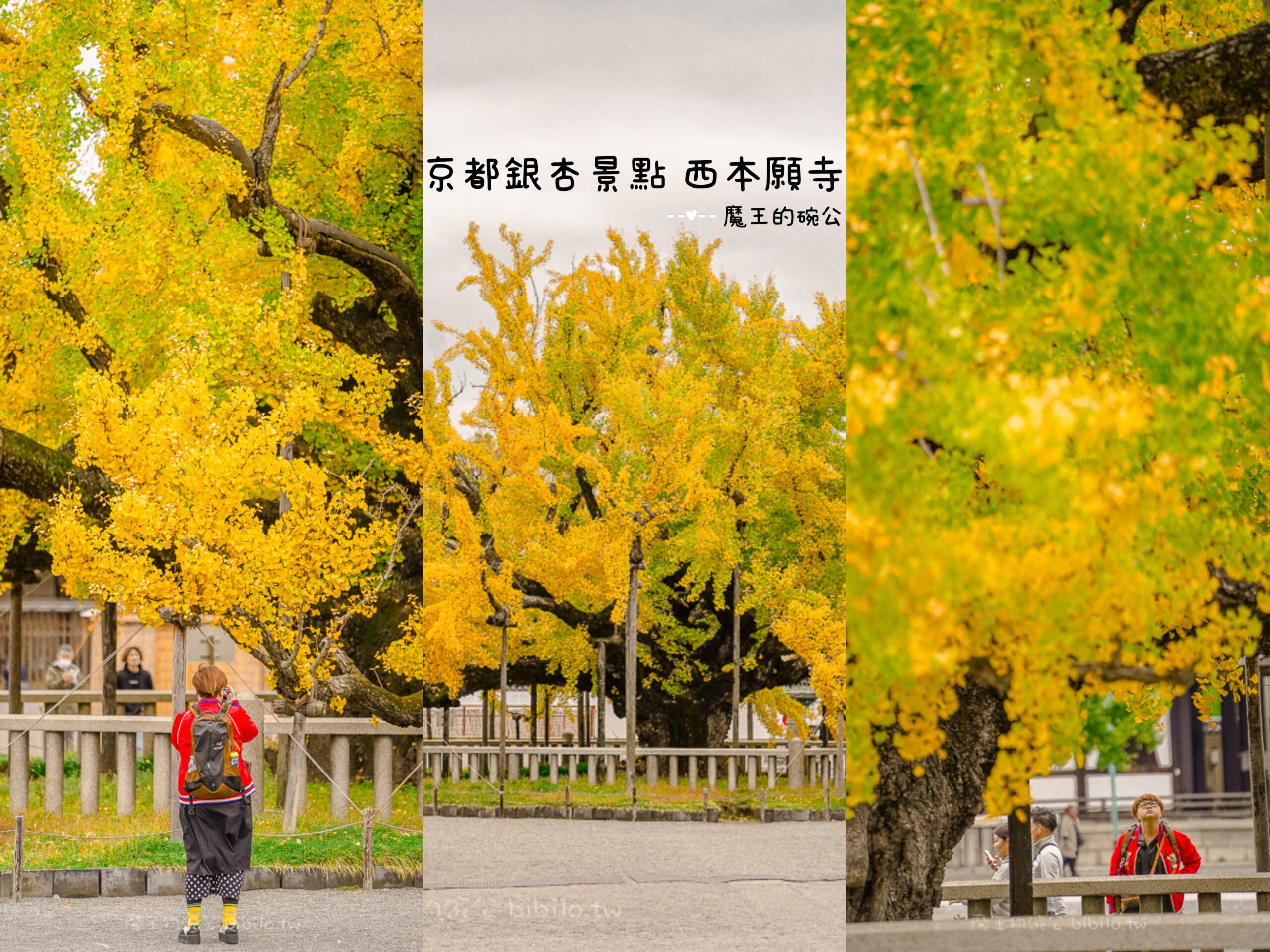 京都銀杏景點 西本願寺 x魔王 京都銀杏名所 免費入場 京都景點推薦 @嘿!部落!