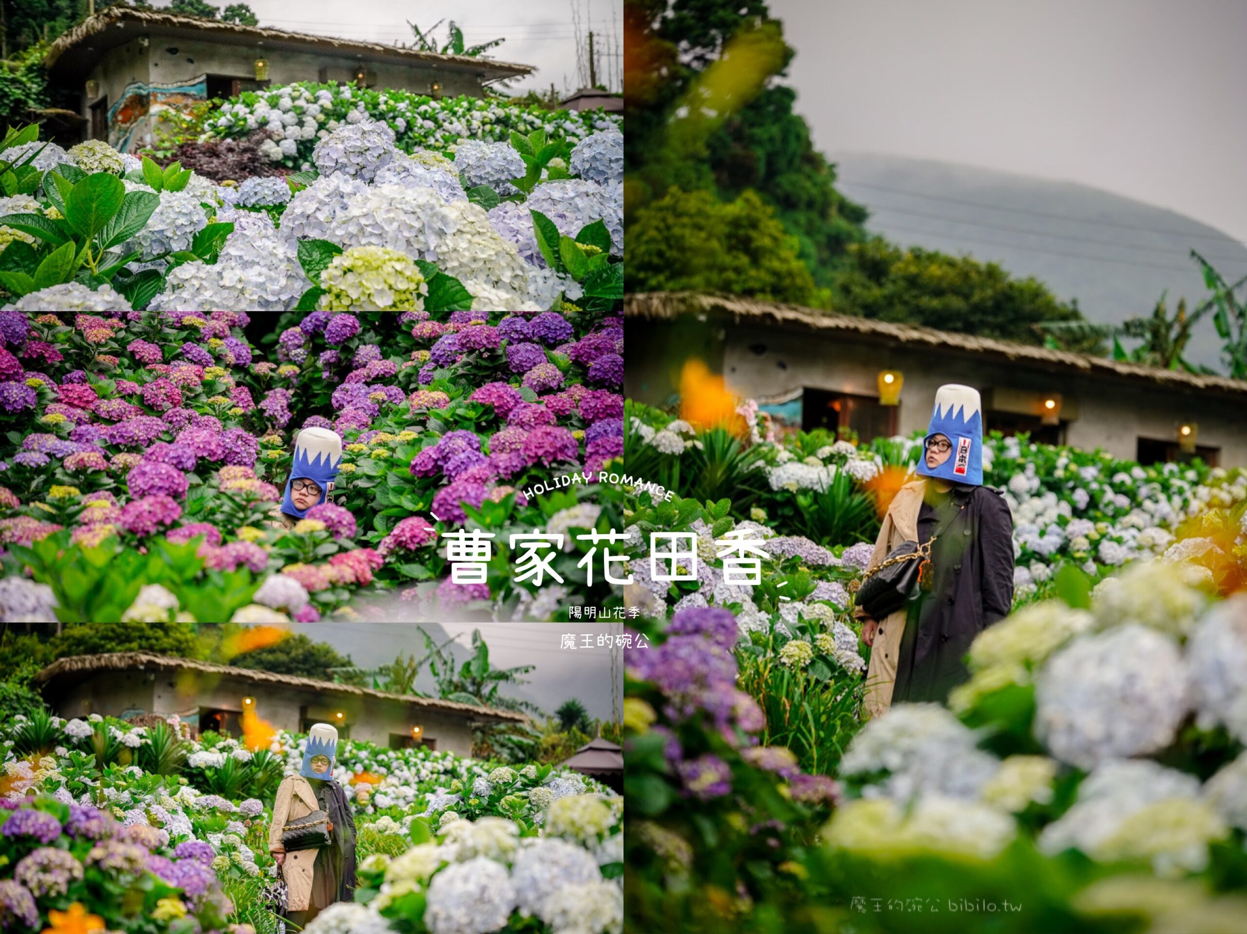 曹家花田香X魔王 台北陽明山 竹子湖仙境般的繡球花田 陽明山景點 @嘿!部落!