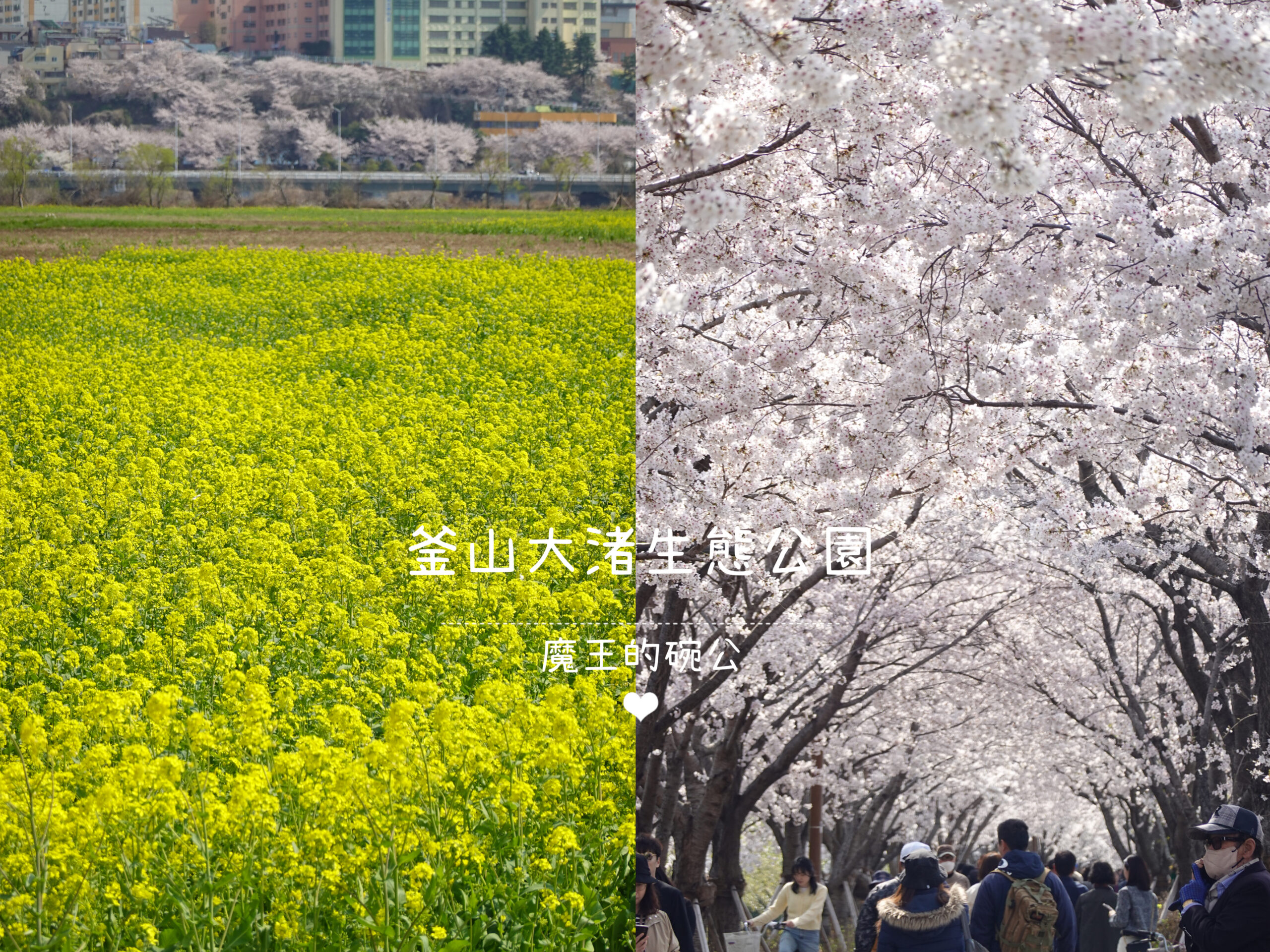 大渚生態公園櫻花 X魔王 釜山櫻花景點 同時可以拍到油菜花跟櫻花 @嘿!部落!