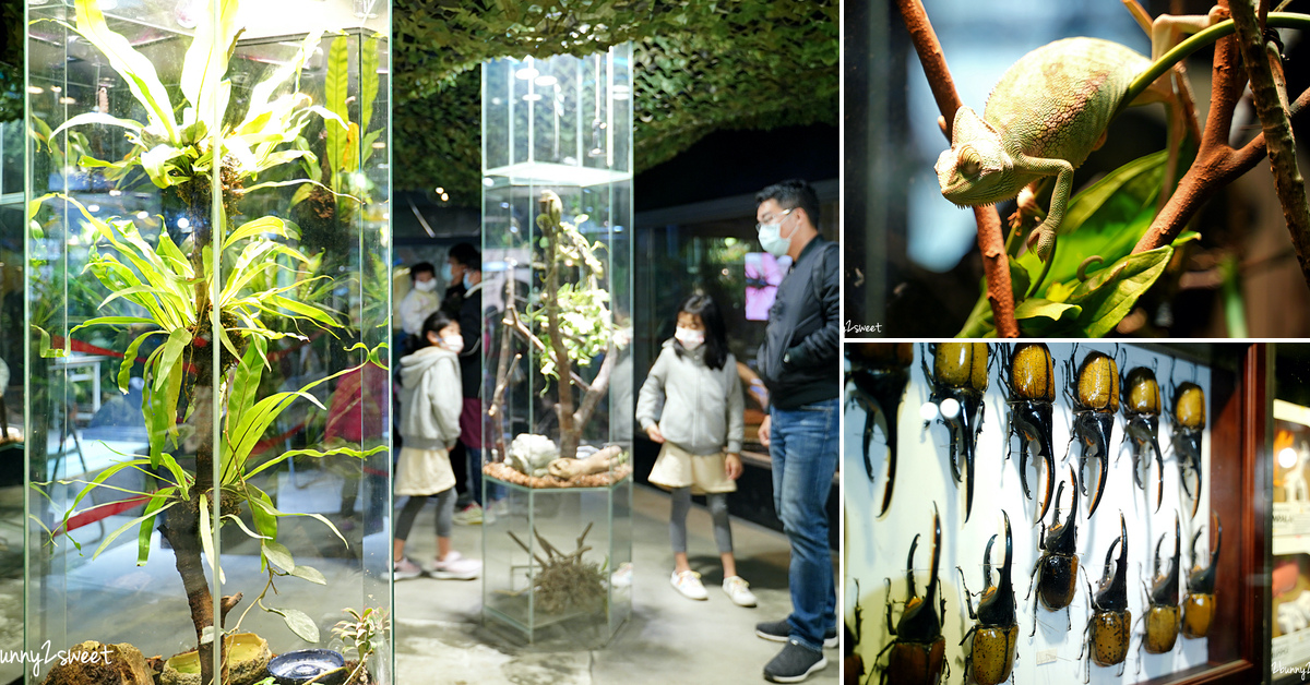 新竹親子景點》台灣昆蟲館 新竹館～逛新竹市立動物園不能錯過的免費景點，鱷魚、象龜、青蛙、蜥蜴、變色龍、水豚通通免費看｜新竹室內景點 @嘿!部落!