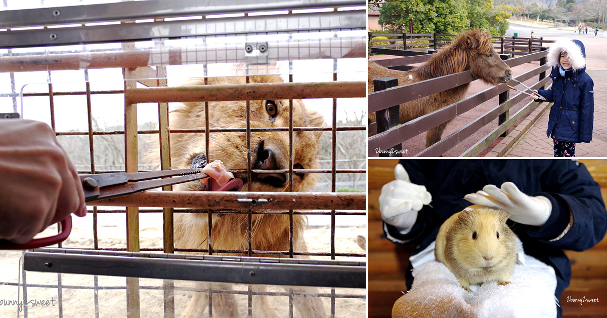 九州親子景點》九州自然野生動物園 African Safari～搭乘叢林巴士近距離餵獅子、看長頸鹿、餵大象，還有可愛動物可以互動 @嘿!部落!