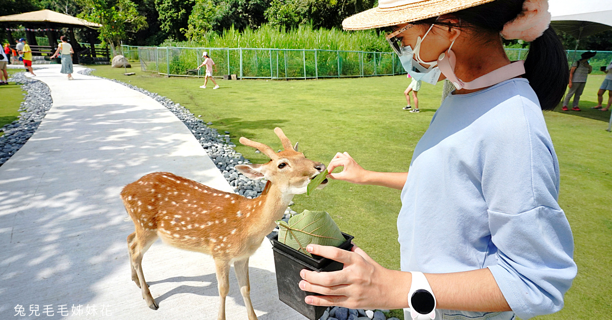 嘉義景點》逐鹿傳說梅花鹿園～來去阿里山腳下舒適乾淨的梅花鹿園區餵鹿鹿!! 優惠門票這樣買 @嘿!部落!