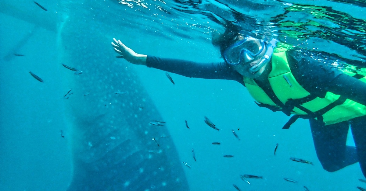 薄荷島景點》萊拉鯨鯊共游 LILA Taug Whaleshark Watching and Snorkeling~全新薄荷島鯨鯊村 @嘿!部落!