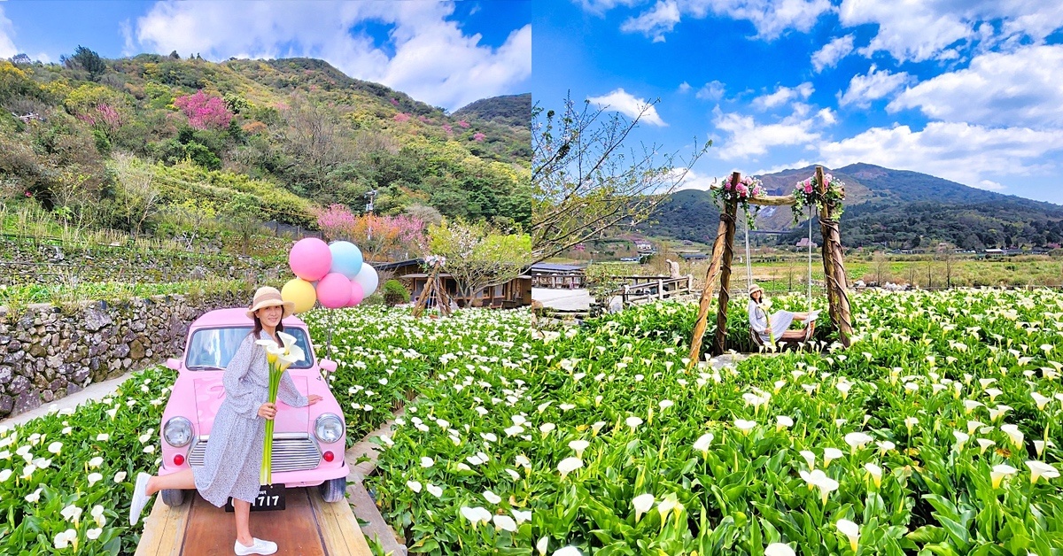 陽明山景點》名陽匍休閒農莊～最美最好拍的陽明山海芋、繡球花田｜2023海芋季資訊 @嘿!部落!