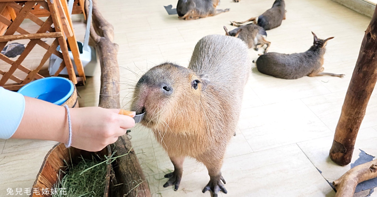 大阪景點》天保山動物園｜天保山アニパ～海遊館旁平價室內動物園，和袋鼠、水豚君親密互動 @嘿!部落!