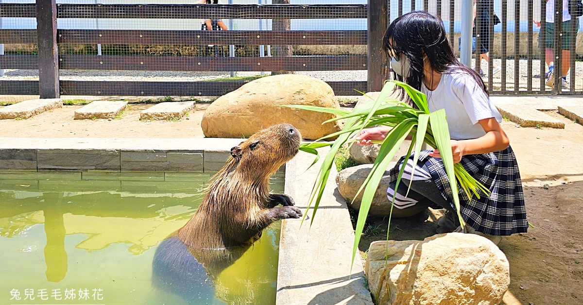 新竹親子景點》廢物媽媽育兒農場～新開幕!! 可以近距離餵食水豚、羊駝、梅花鹿的乾淨農場 @嘿!部落!