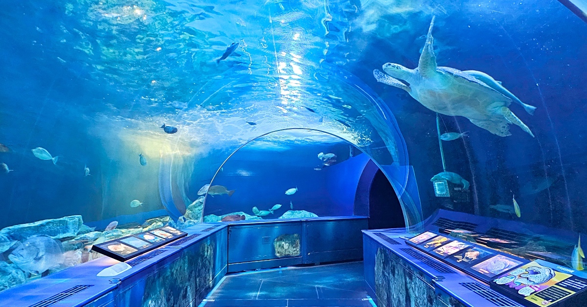 東京景點》品川水族館 しながわ水族館～海豚秀、海獅秀，海底隧道有海龜從頭頂游過 @嘿!部落!