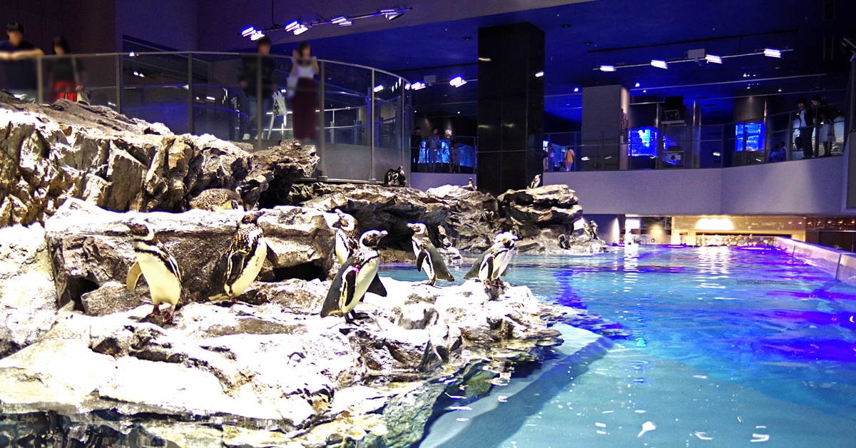 東京親子景點》墨田水族館～晴空塔下竟然藏了一個超大海水缸和養了企鵝和海狗的全日本最大室內開放式水槽｜東京室內景點｜雨天景點 @嘿!部落!