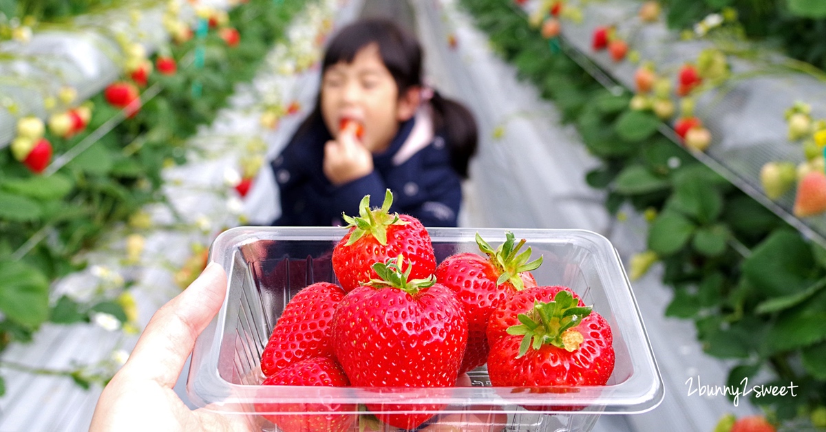 九州福岡親子景點》白木農園｜白木のいちご しあわせもん～九州福岡自採草莓吃到飽果園 50 分食べ放題 @嘿!部落!