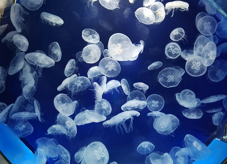 桃園水族館|桃園青埔xpark都會型水生公園攻略(門票優惠交通資訊)