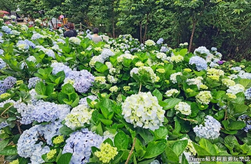 2022桃園繡球花季|台七桃花源休閒農業區/枕頭山商圈周邊農場(地點交通)